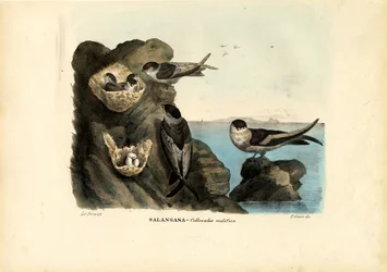 Moosnest-Salangane, 1863-79